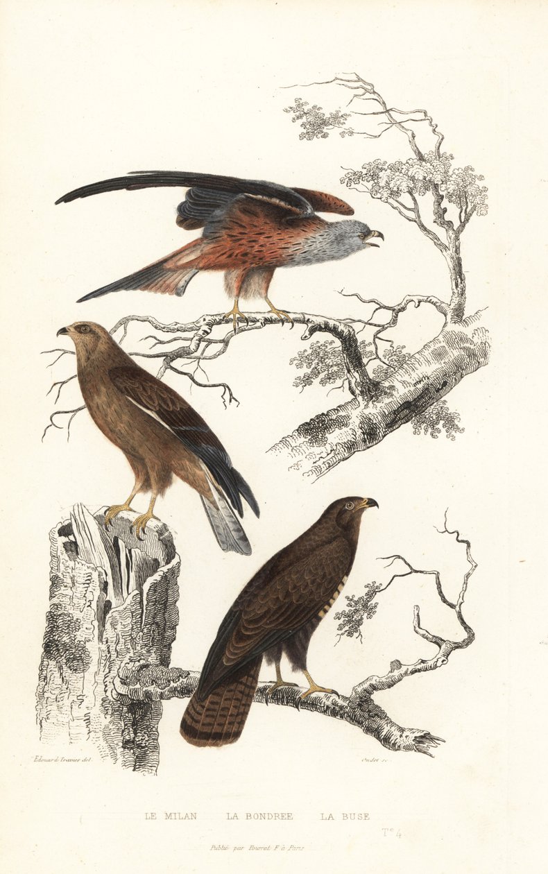 Rotmilan, Wespenbussard und Mäusebussard von Edouard (after) Travies