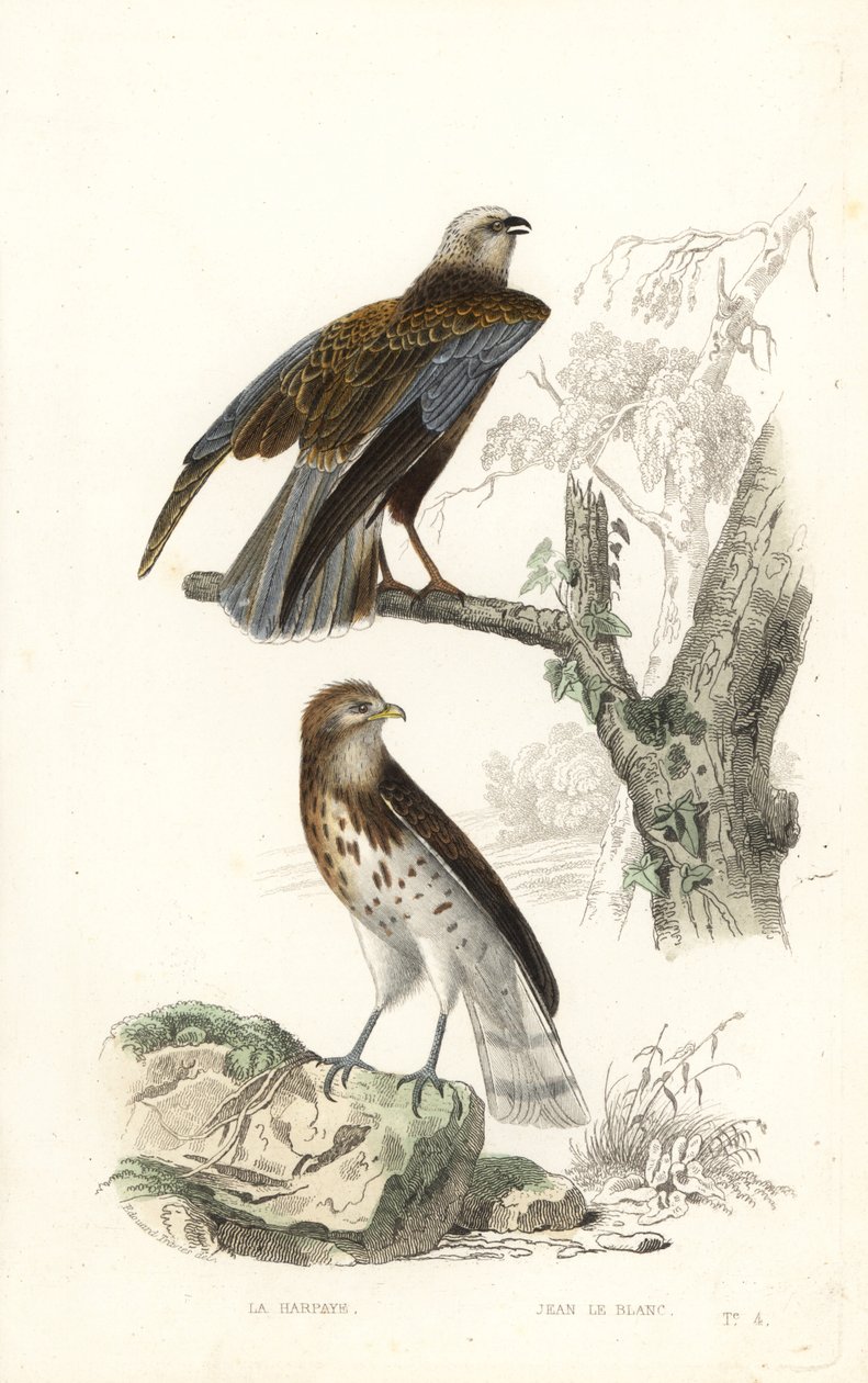 Rohrweihe und Schlangenadler von Edouard (after) Travies