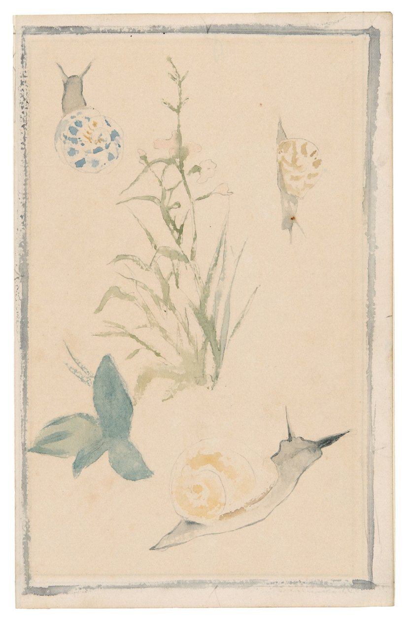 Manet - Skizzen von Schnecken, Blühende Pflanze, 1864-68 von Édouard Manet