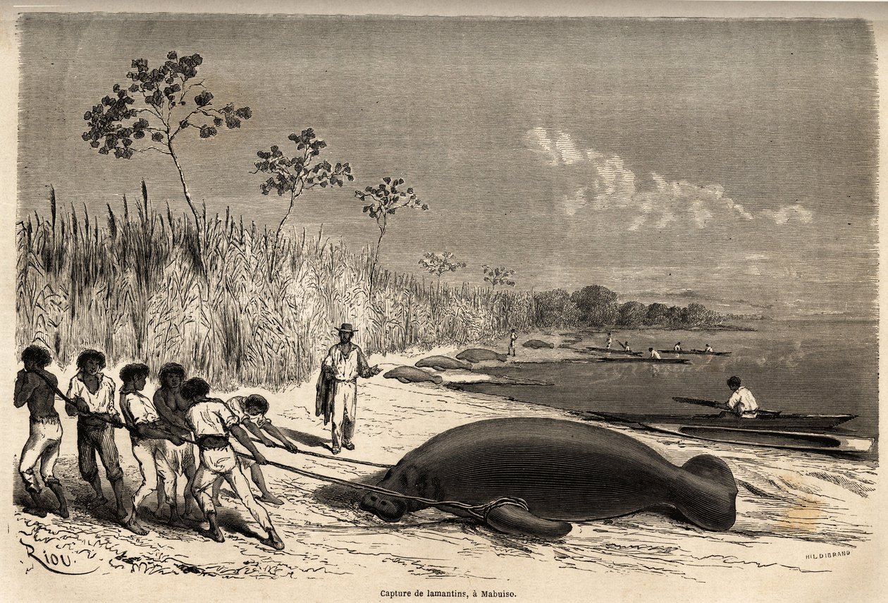 Das Einfangen von Seekühen in Mabuiso (Peru). Zeichnung von Riou, zur Illustration der Reise vom Pazifik zum Atlantik von Edouard Riou