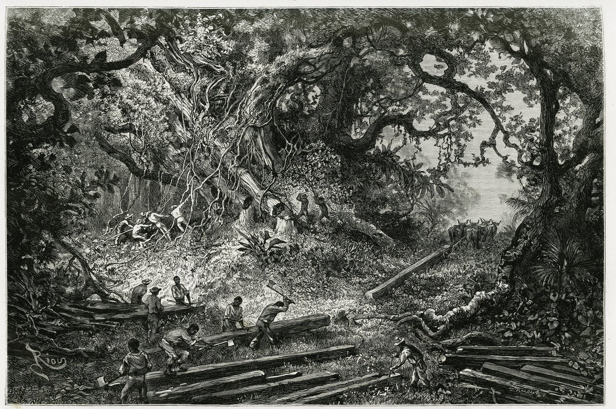 Die Ausbeutung von Mahagoni in den Wäldern der Anden. Gravur von Riou, zur Illustration der Geschichte „Reise nach Yucatan und das Land der Lacandons“, 1882, von Désiré Charnay (1828-1915), Archäologe und Fotograf. Veröffentlicht in der Tour du monde. von Edouard Riou