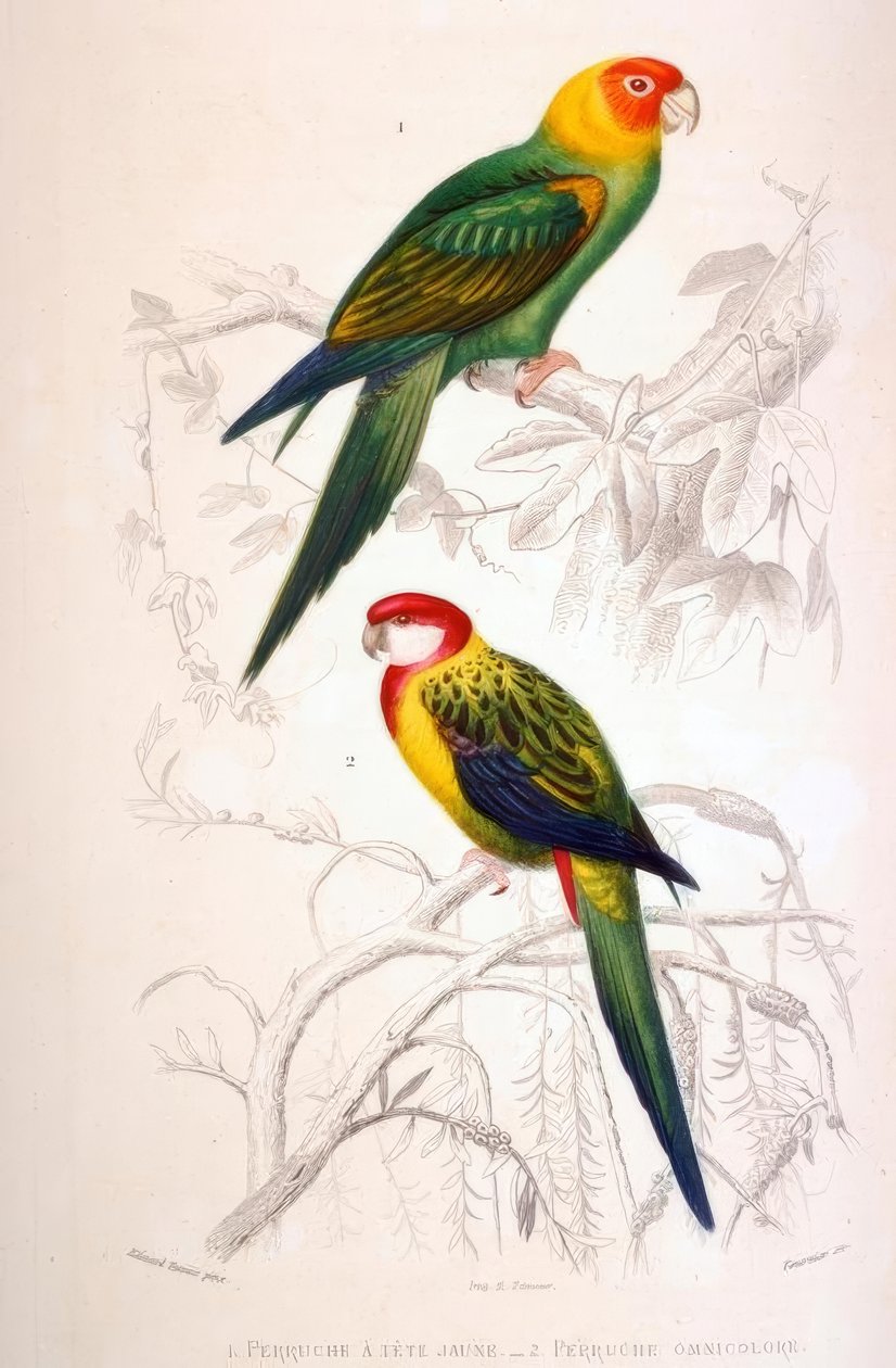 1. Perruche à tête jaune. 2. Perruche omnicolore von Edouard Travies