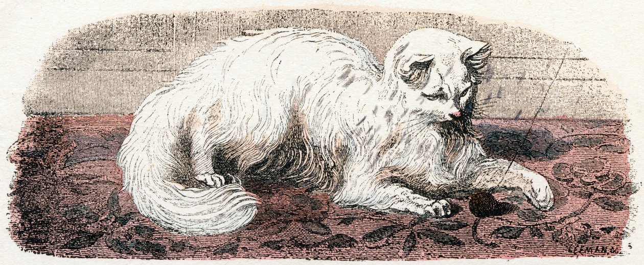 Angorakatze - „Alphabet illustriert Tiere“ 19. Jahrhundert von Edouard Travies