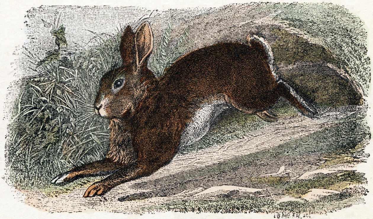 Wildkaninchen - „Alphabet illustriert Tiere“ 19. Jahrhundert von Edouard Travies