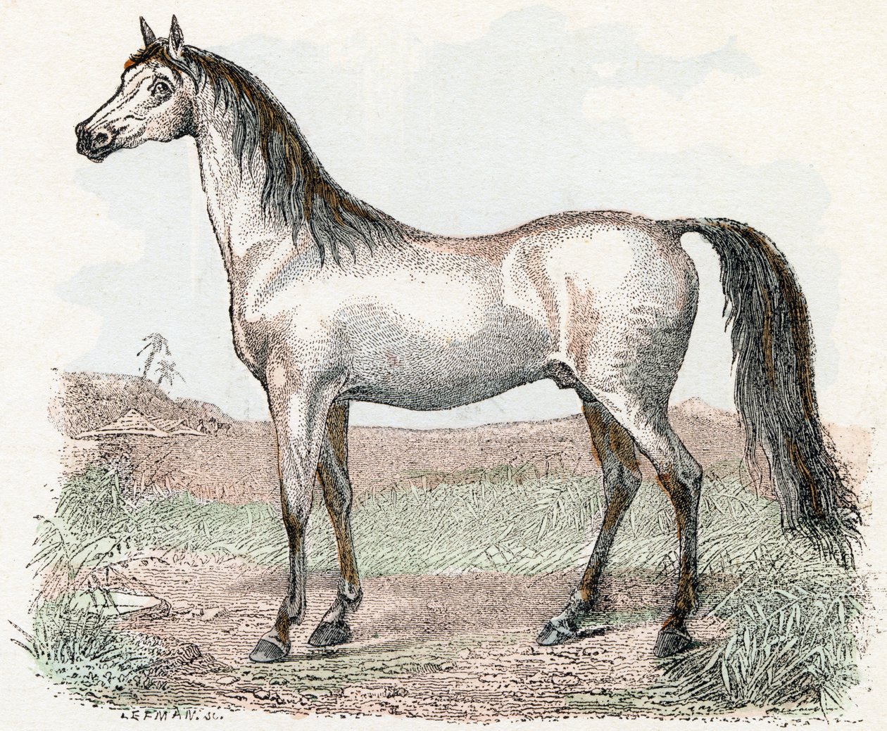 Pferd - „Alphabet illustriert Tiere“ 19. Jahrhundert von Edouard Travies