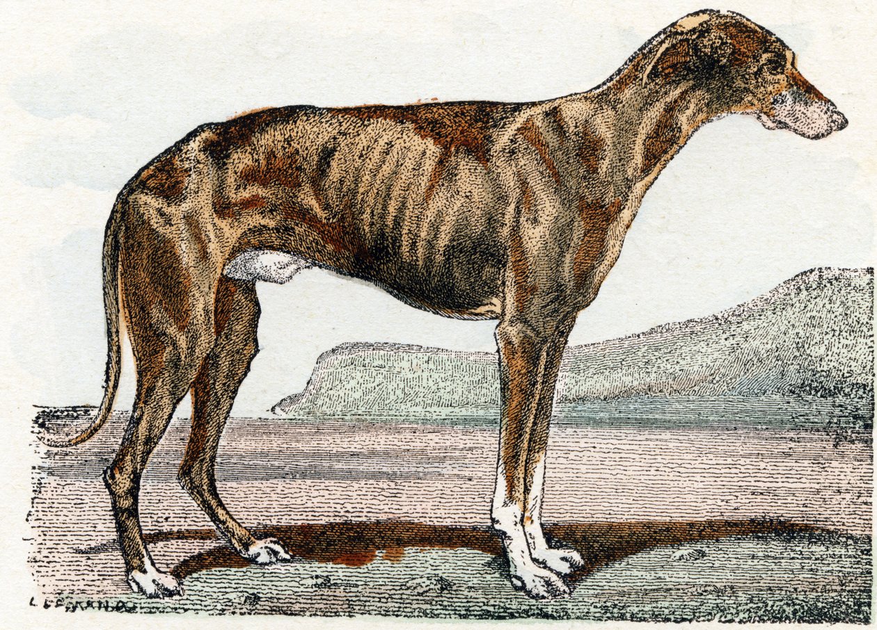 Windhund - 