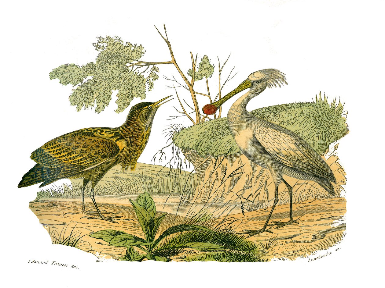 Naturgeschichtstafel: Zoologische Tafel, die Wasservögel und cultriroströse Watvögel (mit großen, langen und starken Schnäbeln) darstellt: der Rohrdommel und der Löffler. Tafel aus den neun Bänden über Vögel in „Gesammelte Werke von Buffon“ geschrieben vo von Edouard Travies