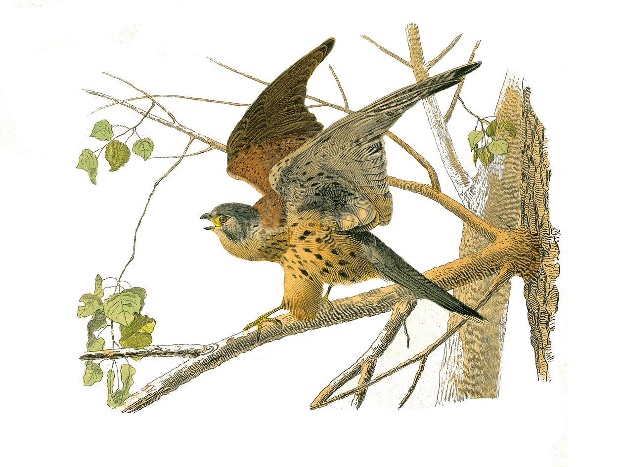 Naturgeschichtstafel: Zoologische Tafel, die nachtaktive Greifvögel darstellt. Die Krehe. Tafel aus den neun Bänden über Vögel in „Werke komplett von Buffon“ geschrieben von Naturforscher Georges Louis Leclerc, Graf von Buffon (1707-1788) zwischen 1749 und von Edouard Travies