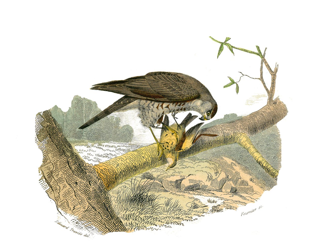 Naturgeschichtstafel: Zoologische Tafel, die nachtaktive Raubvögel darstellt. Der Falke. Tafel aus den neun Bänden über Vögel in „Gesammelte Werke von Buffon“ geschrieben von dem Naturforscher Georges Louis Leclerc, Graf von Buffon (1707-1788) zwischen 17 von Edouard Travies
