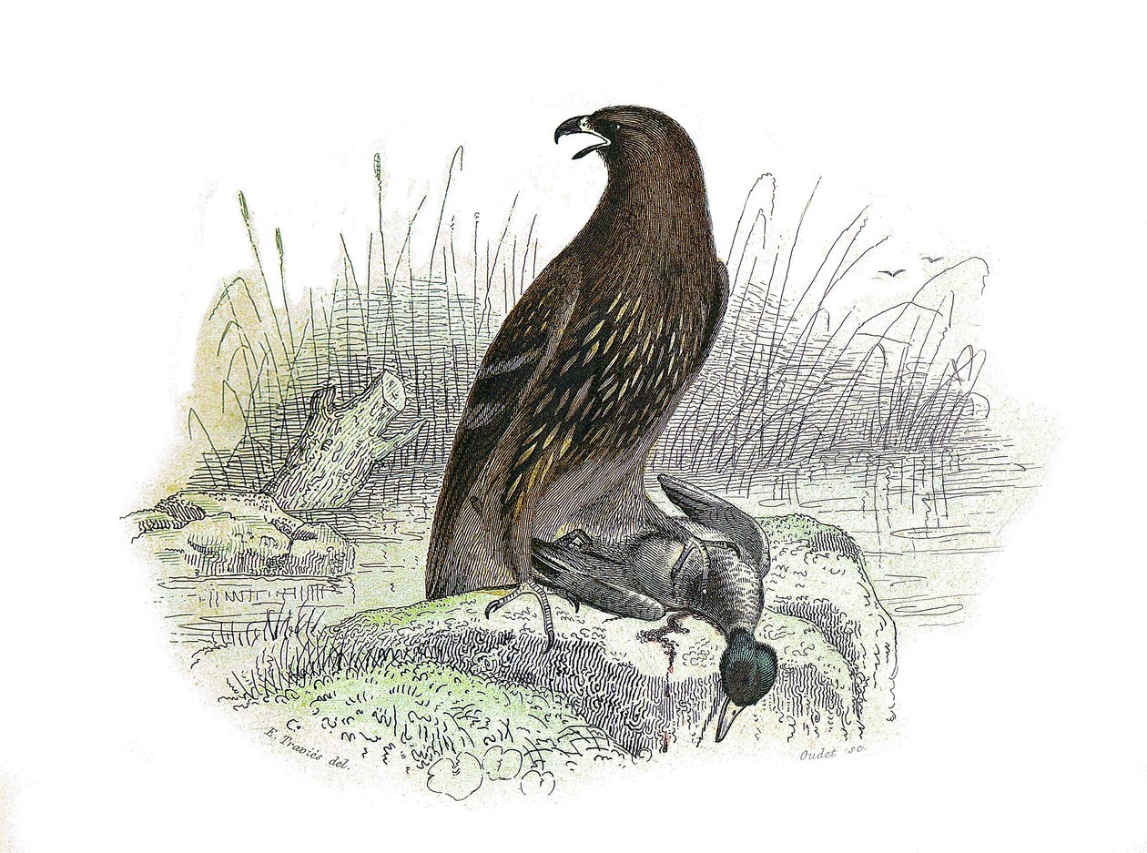 Naturgeschichtstafel: Zoologische Tafel, die nachtaktive Greifvögel darstellt. Der kleine Adler. Tafel aus den neun Bänden über Vögel in „Gesammelte Werke von Buffon“ von Naturforscher Georges Louis Leclerc, Graf von Buffon (1707-1788) zwischen 1749 und 17 von Edouard Travies
