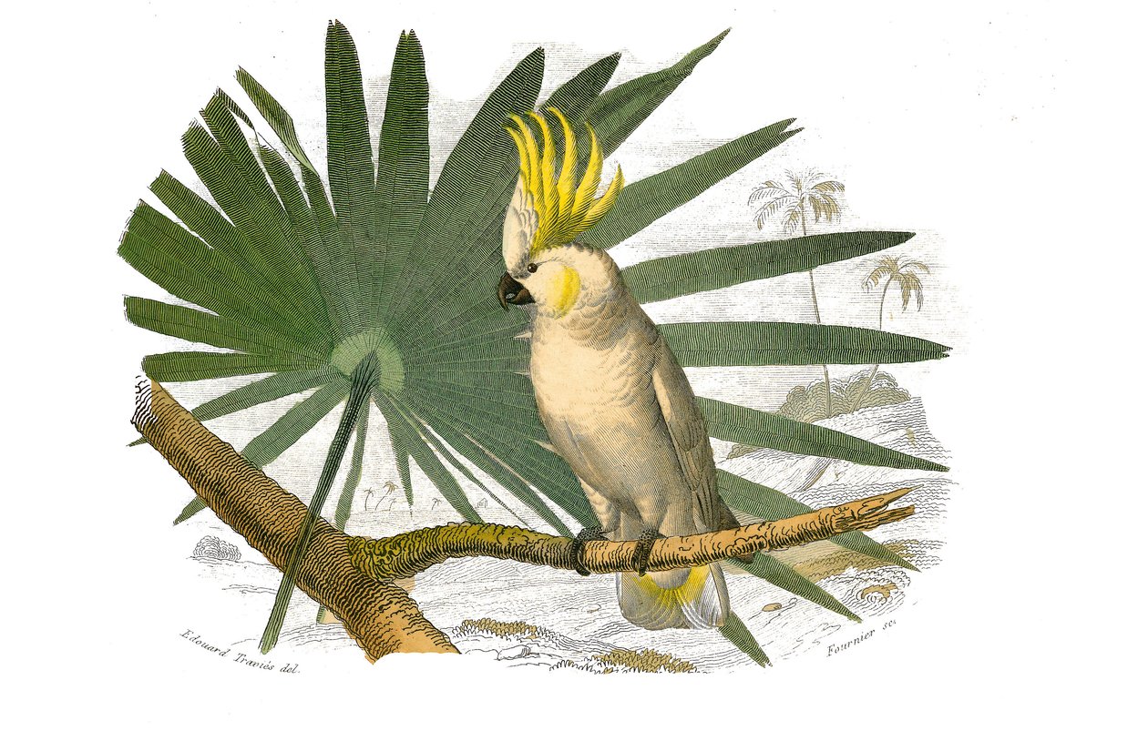 Naturgeschichtstafel: Zoologische Tafel, die Kletterer darstellt. Der Kakadu hat eine gelbe Haube. Tafel aus den neun Bänden über Vögel in „Gesammelte Werke von Buffon“ geschrieben von dem Naturforscher Georges Louis Leclerc, Graf von Buffon (1707-1788) zw von Edouard Travies