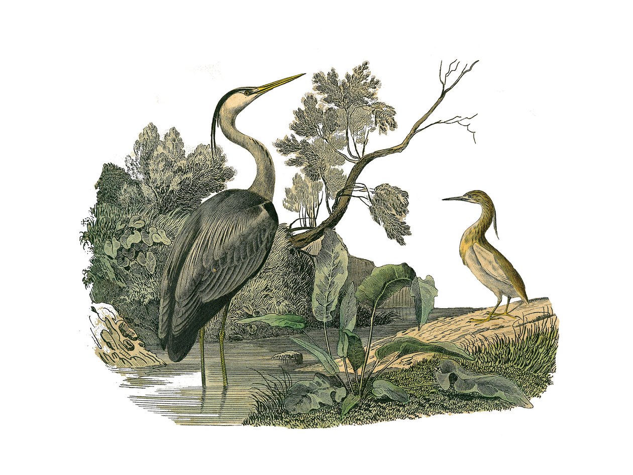 Zoologische Tafel: Wasservögel und Langschnabelvögel. Reiher und Krabbe. Tafel aus den neun Bänden über Vögel in „Gesammelte Werke von Buffon“ von Georges Louis Leclerc, Graf von Buffon von Edouard Travies