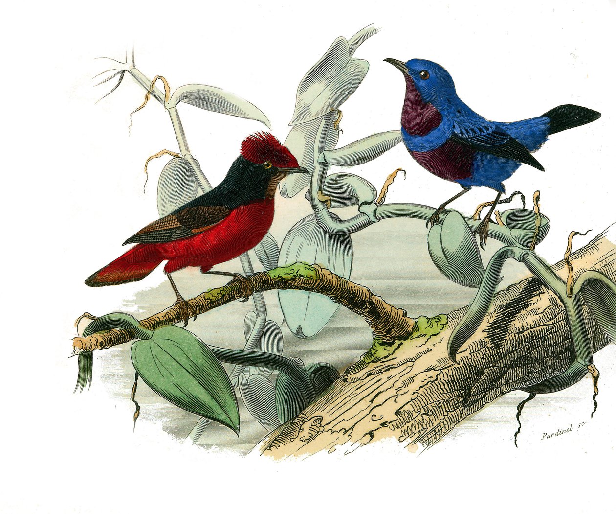 Zoologische Tafel: Schnabelvögel. Die Ouette und die blaue Kordel. Tafel aus den neun Bänden über Vögel in „Gesammelte Werke von Buffon“ von Georges Louis Leclerc, Graf von Buffon von Edouard Travies