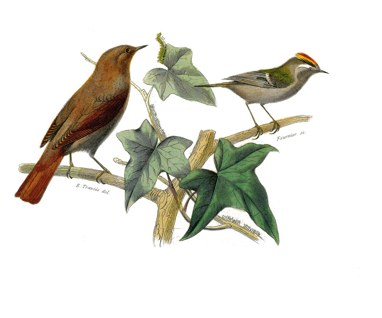 Zoologische Tafel: Schnabelvögel. Die Nachtigall und der König. Tafel aus den neun Bänden über Vögel in „Gesammelte Werke von Buffon“ von Georges Louis Leclerc, Graf von Buffon von Edouard Travies