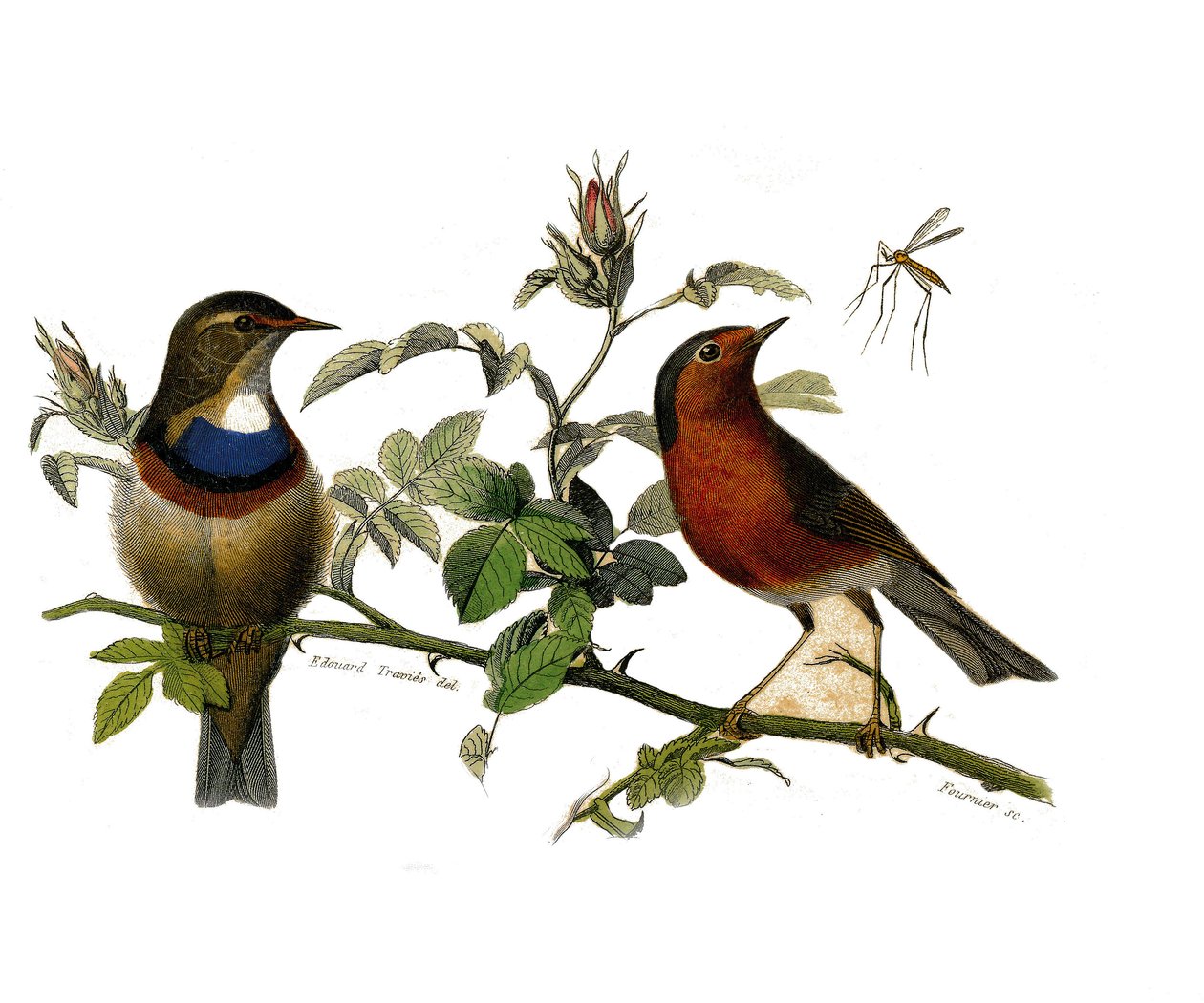 Naturgeschichte Platte: Zoologische Tafel, die Insektenfresser darstellt von Edouard Travies