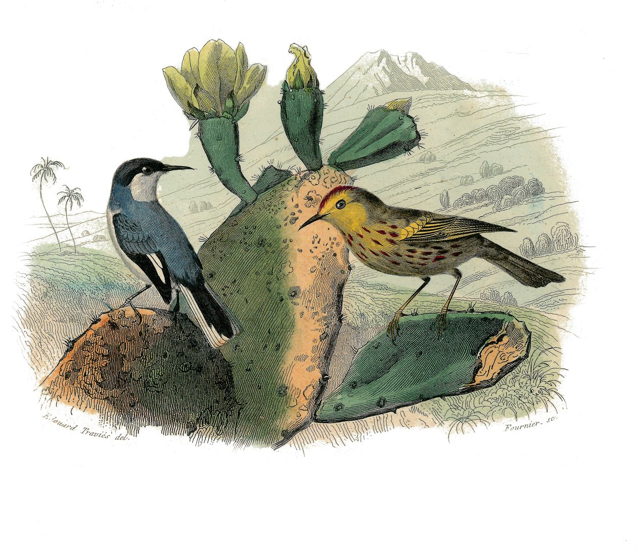 Zoologische Tafel, die dentirostre Sperlingsvögel darstellt von Edouard Travies