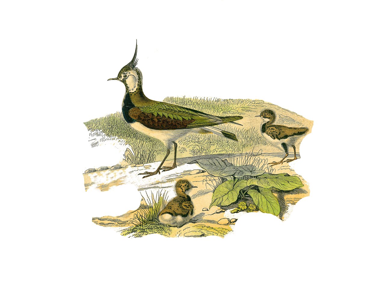 Naturgeschichtstafel: Zoologische Tafel, die langnasige Watvögel darstellt: das Lamm und sein Junges. Tafel aus den neun Bänden über Vögel in „Gesammelte Werke von Buffon“ von Naturforscher Georges Louis Leclerc von Edouard Travies