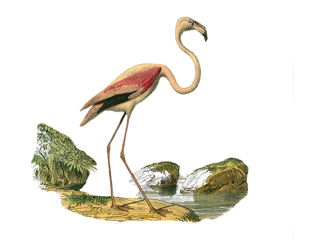 Zoologische Tafel: Langschnabelvögel. Der rosa Flamingo. Tafel aus den neun Bänden über Vögel in „Gesammelte Werke von Buffon“ von Georges Louis Leclerc, Graf von Buffon von Edouard Travies