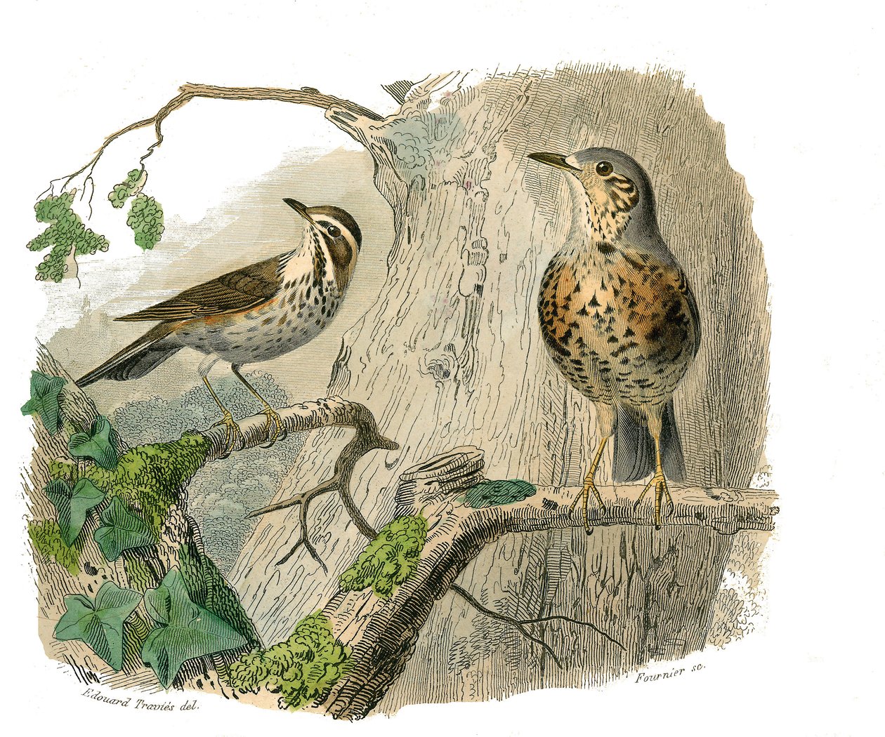 Naturgeschichtstafel: Zoologische Tafel, die kegelschnäbelige Sperlingsvögel darstellt. Der Fluch und die Abflüsse. Tafel aus den neun Bänden über Vögel in „Gesammelte Werke von Buffon“ von Naturforscher Georges Louis Leclerc, Graf von Buffon (1707-1788) von Edouard Travies