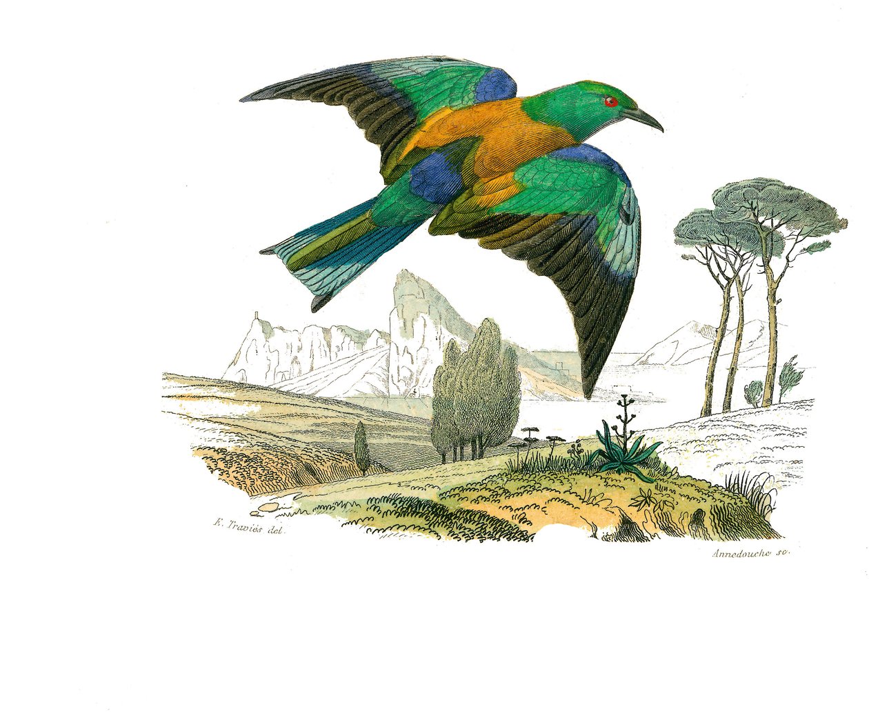 Naturgeschichtstafel: Zoologische Tafel, die kegelschnäbelige Sperlingsvögel darstellt. Der Roller von Europa. Tafel aus den neun Bänden über Vögel in „Gesammelte Werke von Buffon“ von Naturforscher Georges Louis Leclerc, Graf von Buffon (1707-1788) von Edouard Travies
