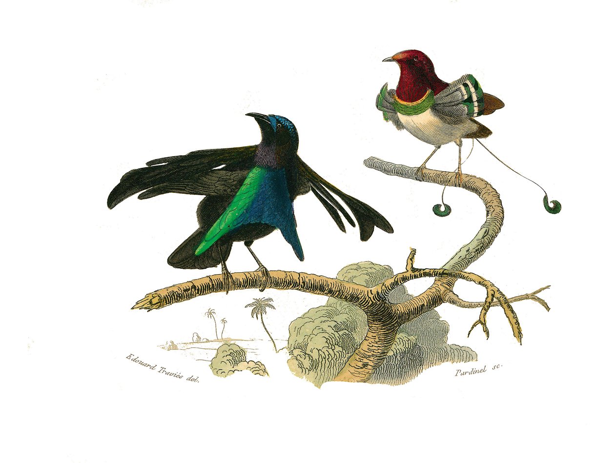 Zoologische Tafel: Körnerfresser. Der schwarze Manucode und der Manucode. Tafel aus den neun Bänden über Vögel in „Gesammelte Werke von Buffon“ von Georges Louis Leclerc, Graf von Buffon von Edouard Travies
