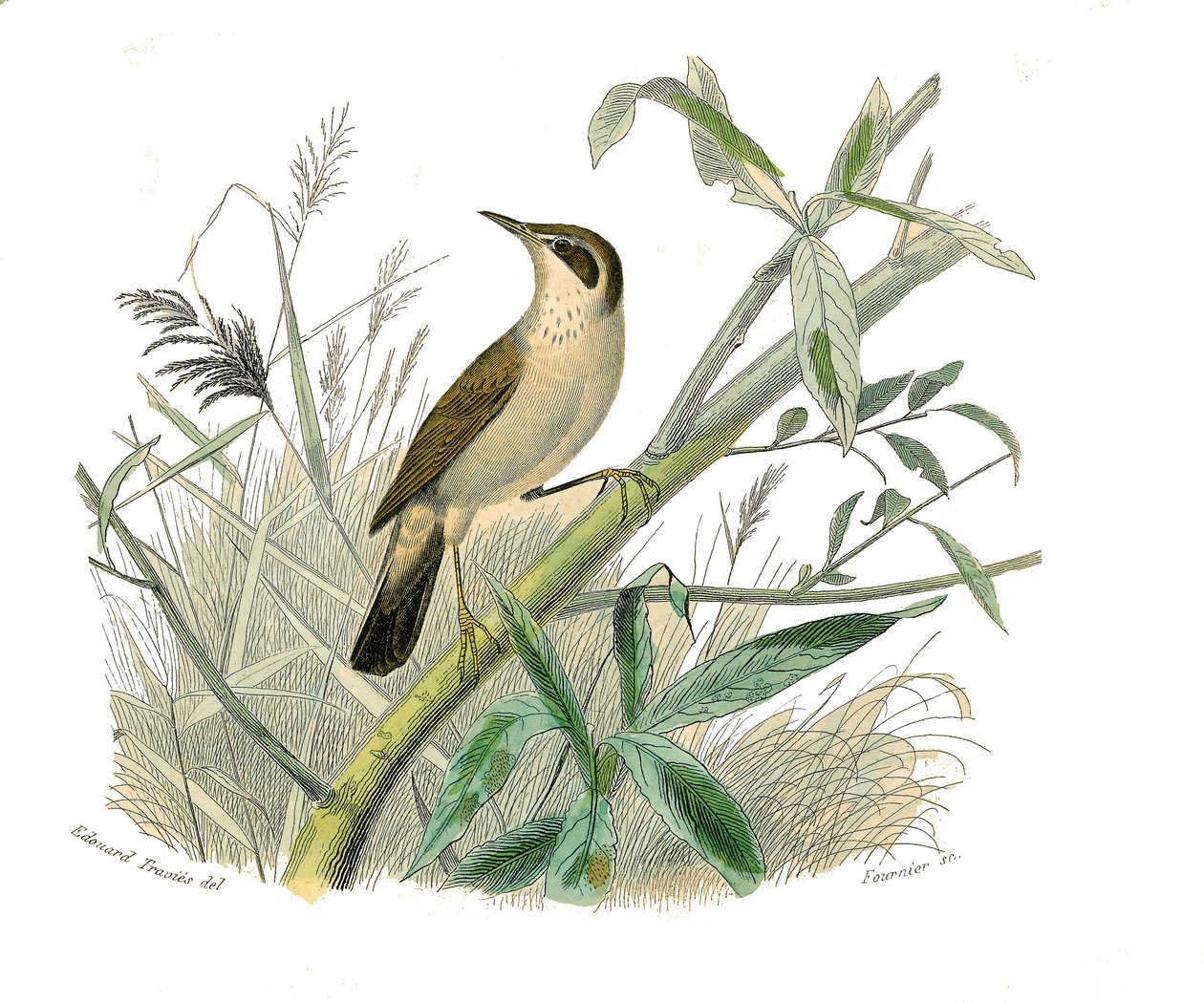 Naturgeschichtstafel: Zoologische Tafel, die konischschnäbelige Sperlingsvögel darstellt. Der Rotkopf. Tafel aus den neun Bänden über Vögel in „Werke komplett von Buffon“ geschrieben von Naturforscher Georges Louis Leclerc, Graf von Buffon (1707-1788) von Edouard Travies