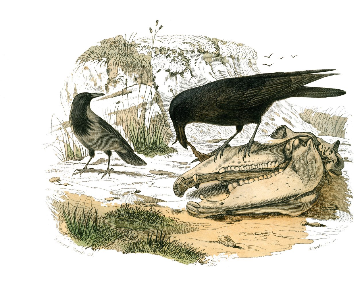 Naturgeschichte Tafel: Zoologische Tafel, die konischschnäbelige Sperlingsvögel darstellt. Die Krähe. Tafel aus den neun Bänden über Vögel in „Gesammelte Werke von Buffon“ von Georges Louis Leclerc, Graf von Buffon (1707-1788) von Edouard Travies