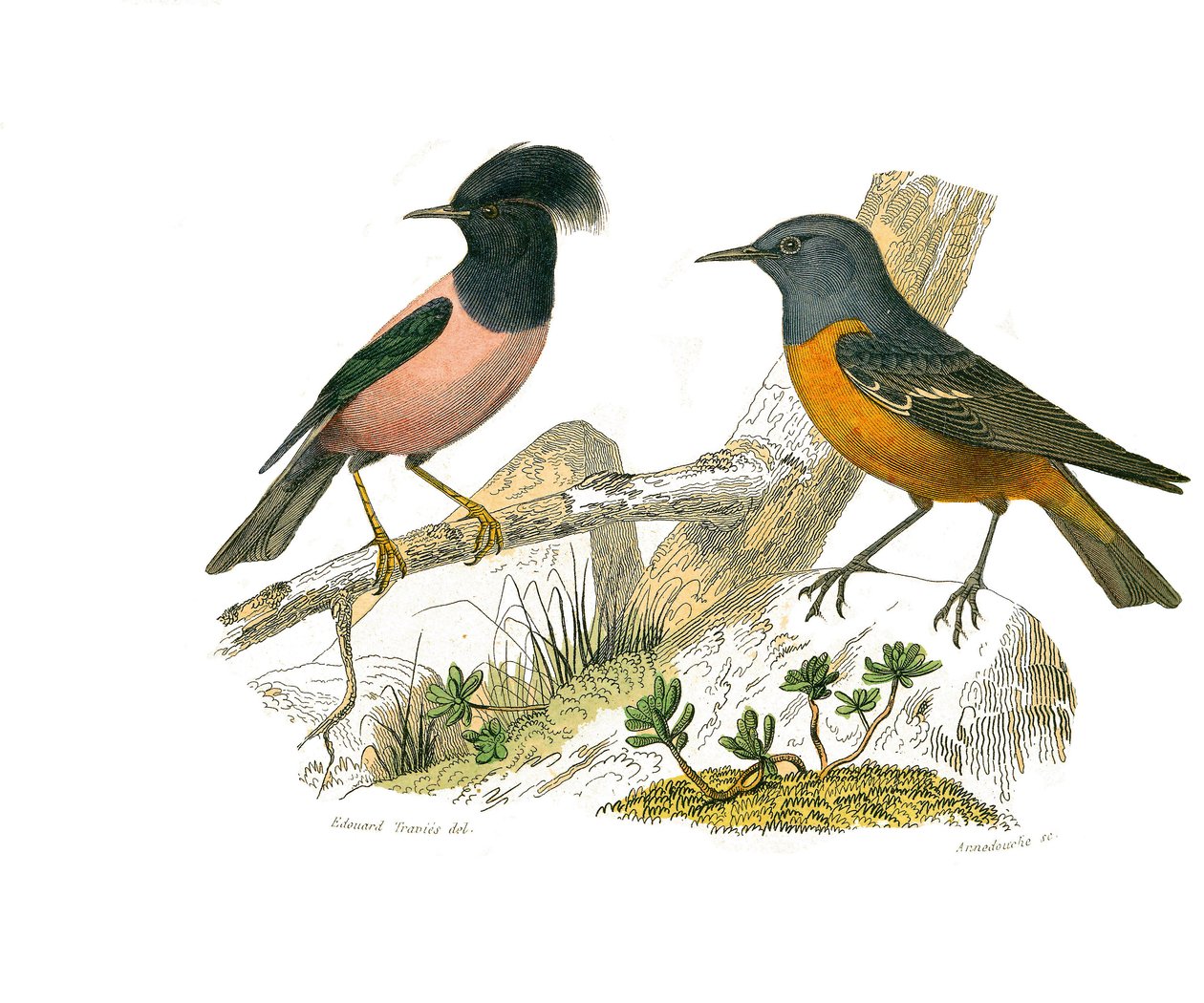 Zoologische Tafel, die konirostre Sperlingsvögel darstellt von Edouard Travies
