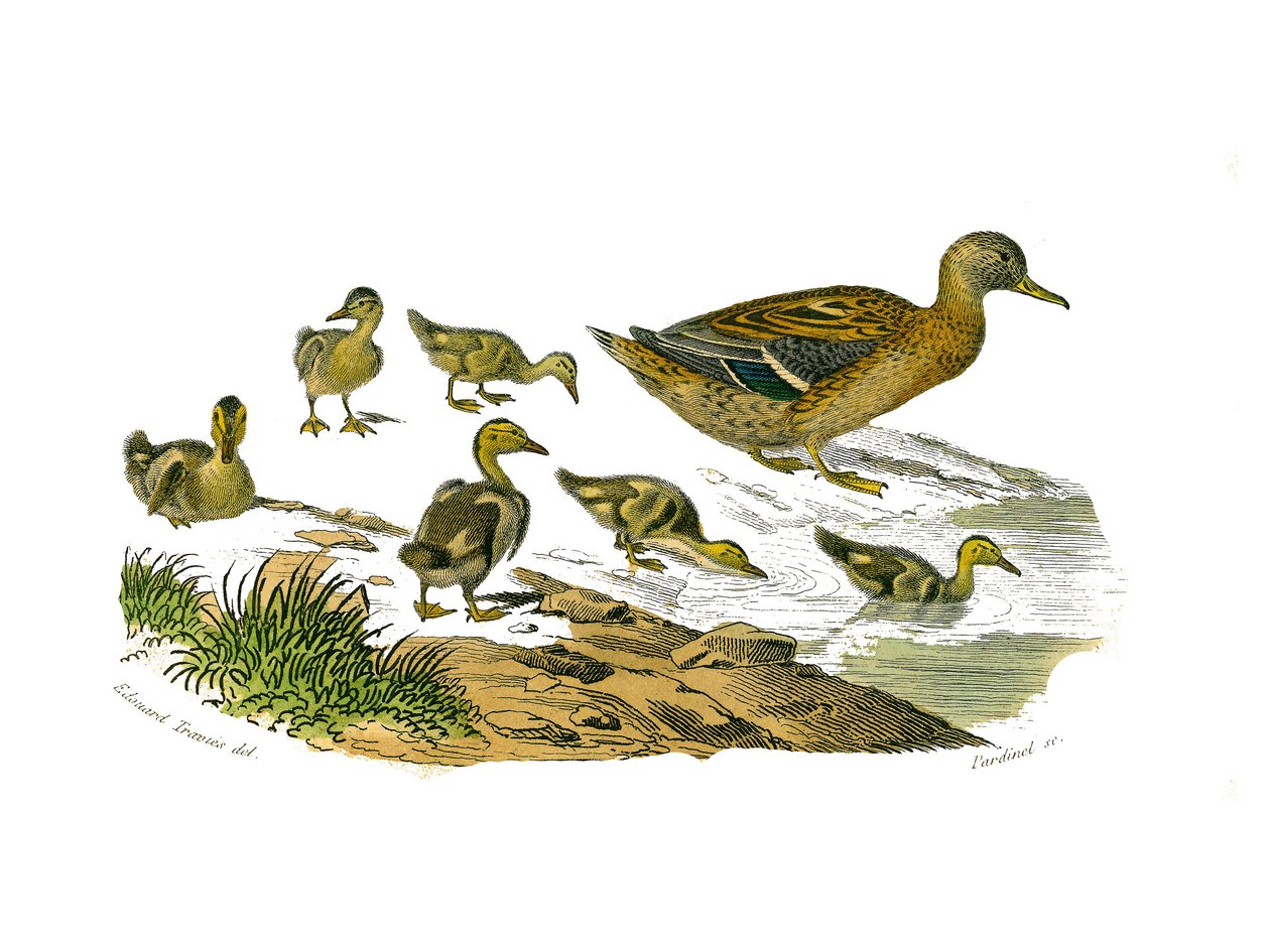 Naturgeschichtstafel: Zoologische Tafel, die lamellenschnäbelige Schwimmvögel darstellt. Die Entenweibchen und ihre Jungen. Tafel aus den neun Bänden über Vögel in „Gesammelte Werke von Buffon“ von Naturforscher Georges Louis Leclerc von Edouard Travies