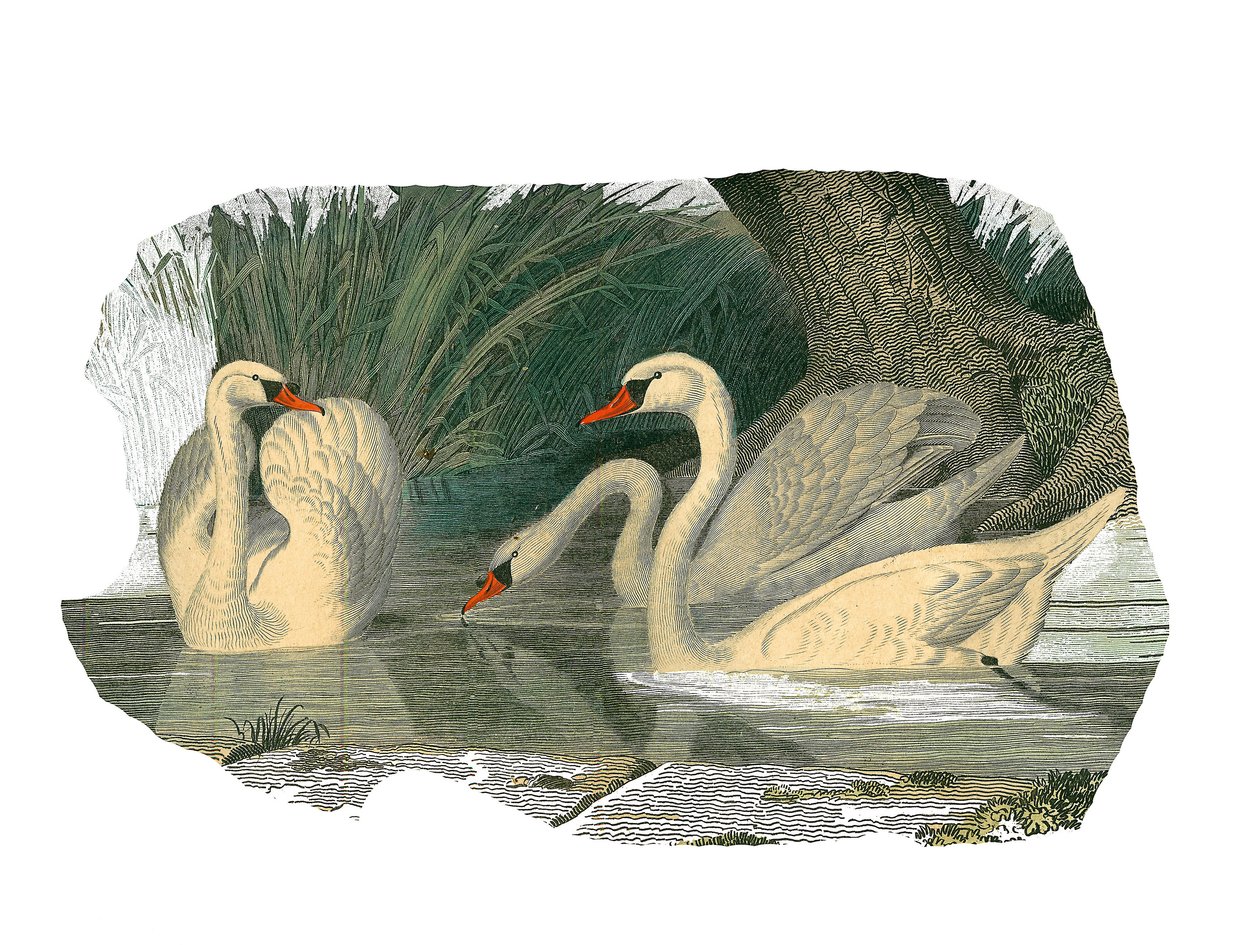 Zoologische Tafel, die lamellirostre Schwimmvögel darstellt von Edouard Travies