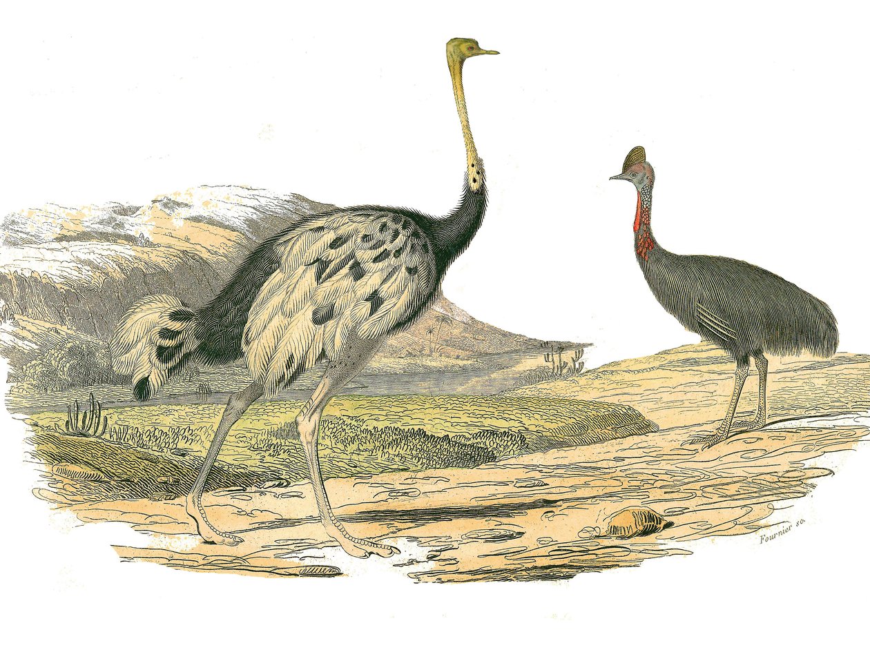 Naturgeschichtstafel: Zoologische Tafel, die Watvögel darstellt: Strauß und Kasuar. Tafel aus den neun Bänden über Vögel in „Gesammelte Werke von Buffon“ geschrieben von dem Naturforscher Georges Louis Leclerc, Graf von Buffon (1707-1788) zwischen 1749 und von Edouard Travies