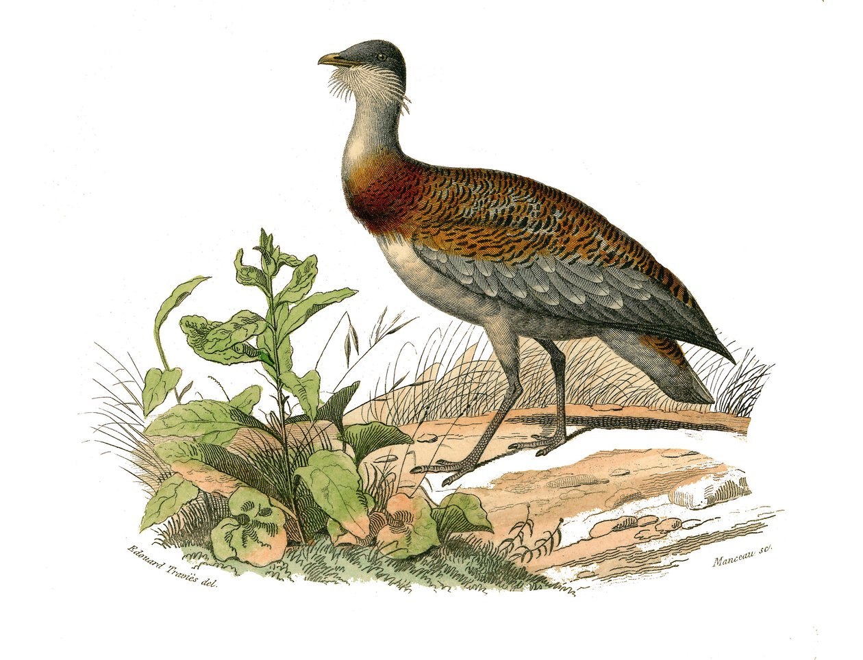 Naturgeschichtstafel: Zoologische Tafel, die Watvögel darstellt: die Trappe. Tafel aus den neun Bänden über Vögel in „Gesammelte Werke von Buffon“ geschrieben von dem Naturforscher Georges Louis Leclerc, Graf von Buffon (1707-1788) zwischen 1749 und 1785.  von Edouard Travies