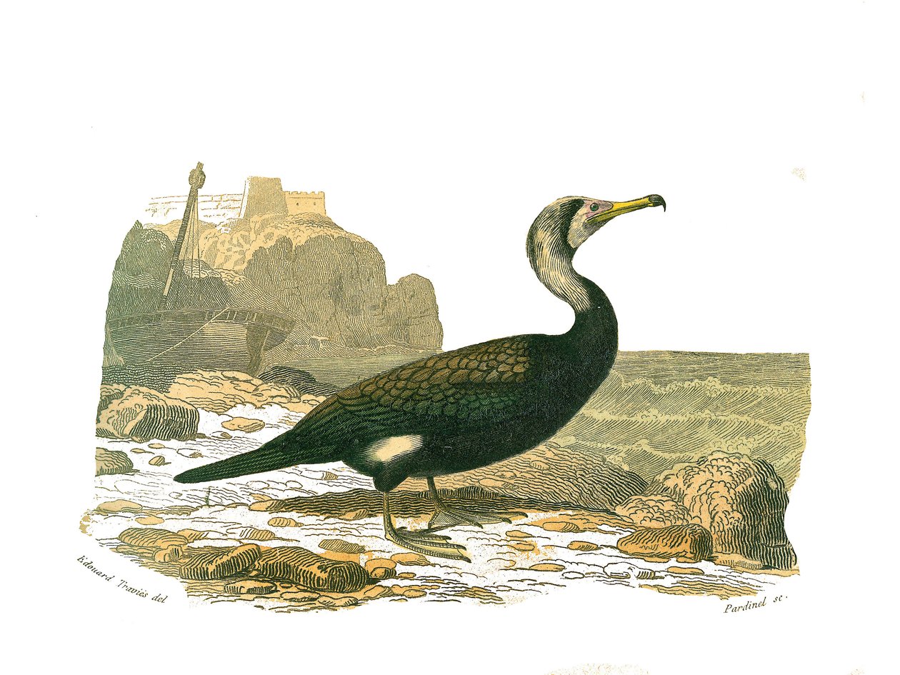 Naturgeschichtstafel: Zoologische Tafel, die Totipalmen (Unterwasserfischen) darstellt. Der Kormoran. Tafel aus den neun Bänden über Vögel in „Gesammelte Werke von Buffon“ geschrieben von dem Naturforscher Georges Louis Leclerc, Graf von Buffon (1707-1788) von Edouard Travies