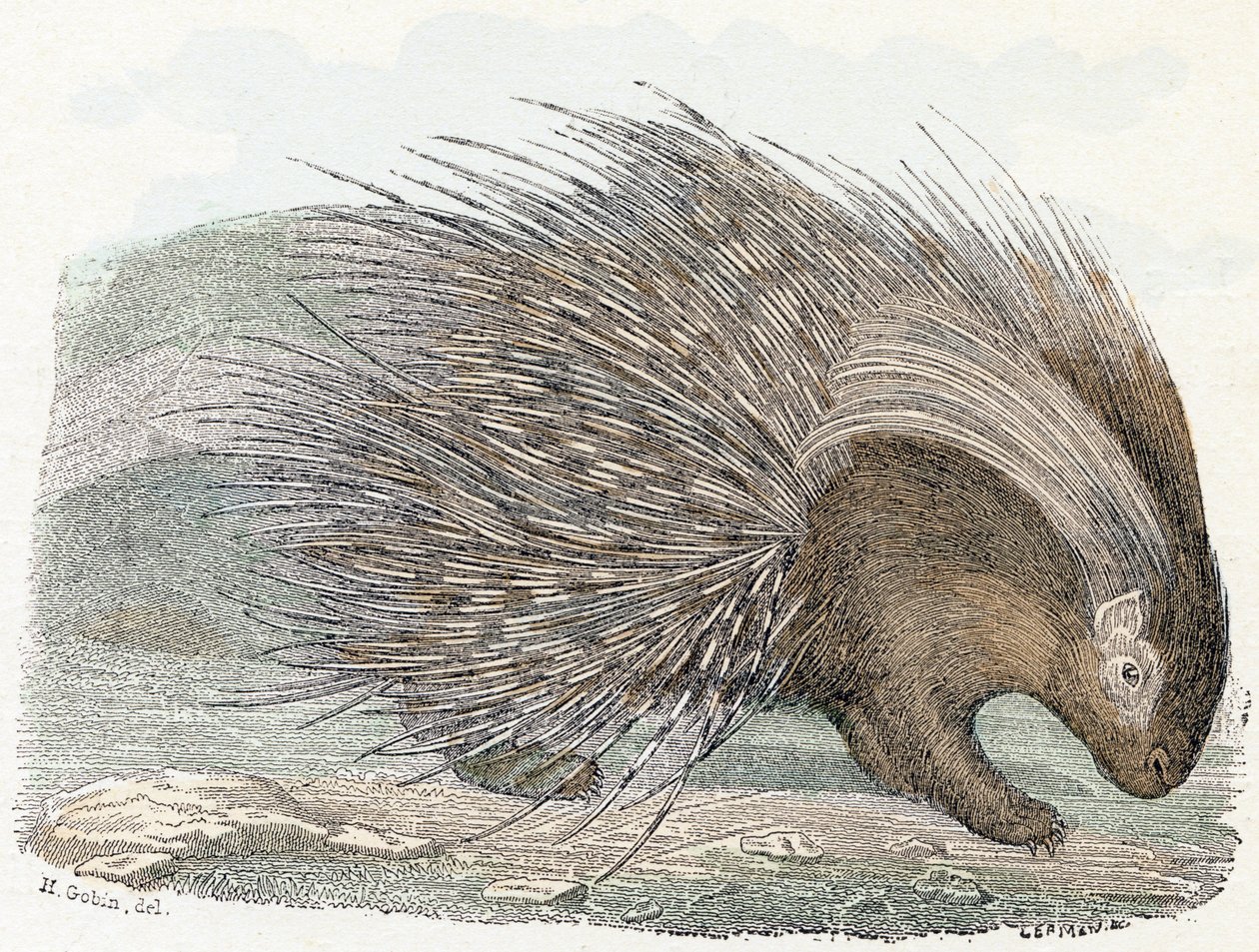 Stachelschwein - „Alphabet illustriert Tiere“ 19. Jahrhundert (Gravur) von Edouard Travies