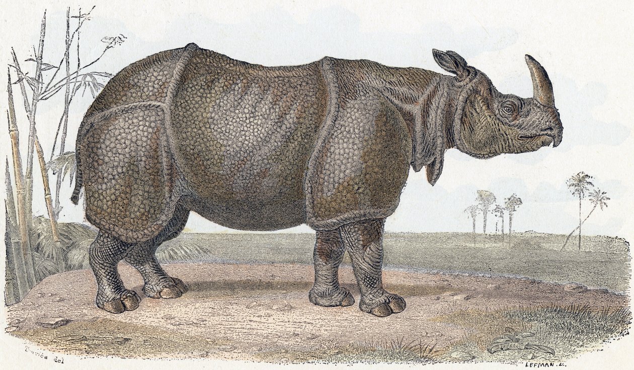 Nashorn - „Alphabet illustriert Tiere“ 19. Jahrhundert (Gravur) von Edouard Travies