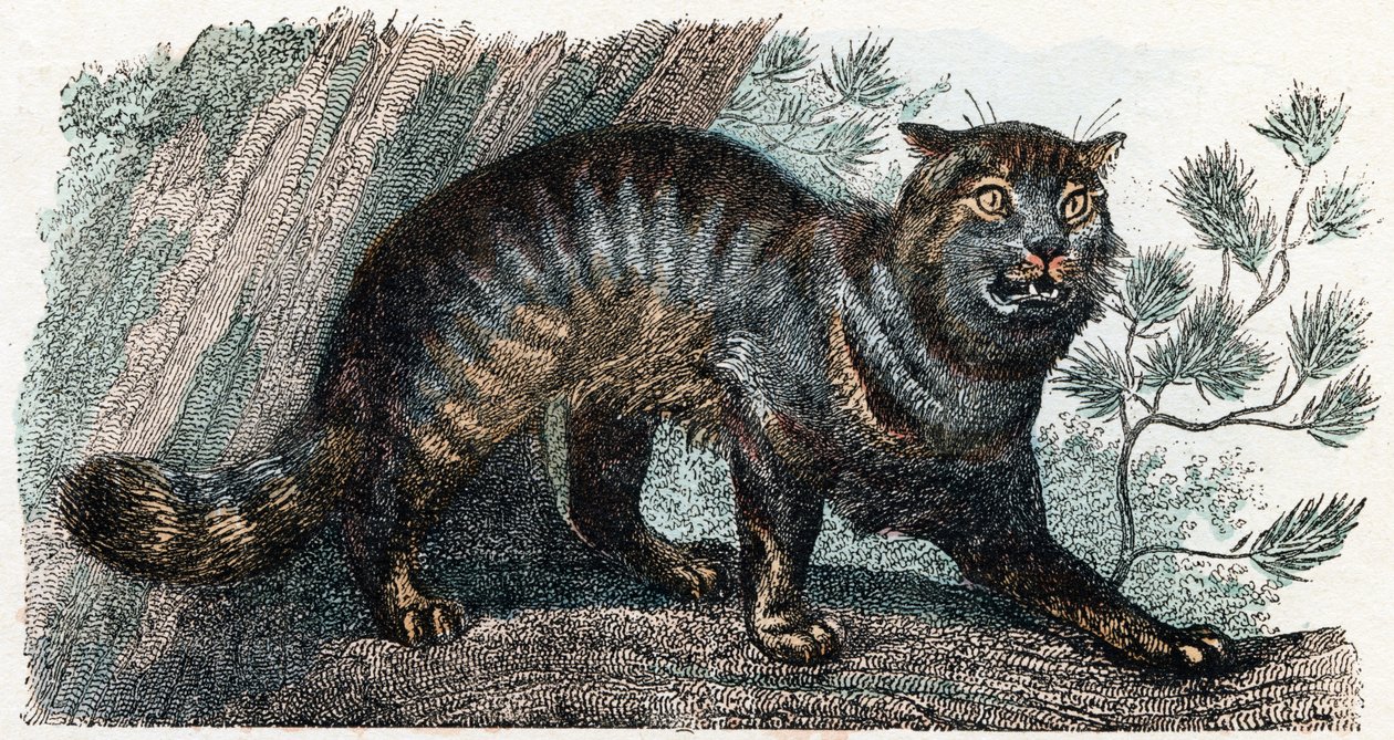 Wildkatze - „Alphabet illustriert Tiere“ 19. Jahrhundert von Edouard Travies