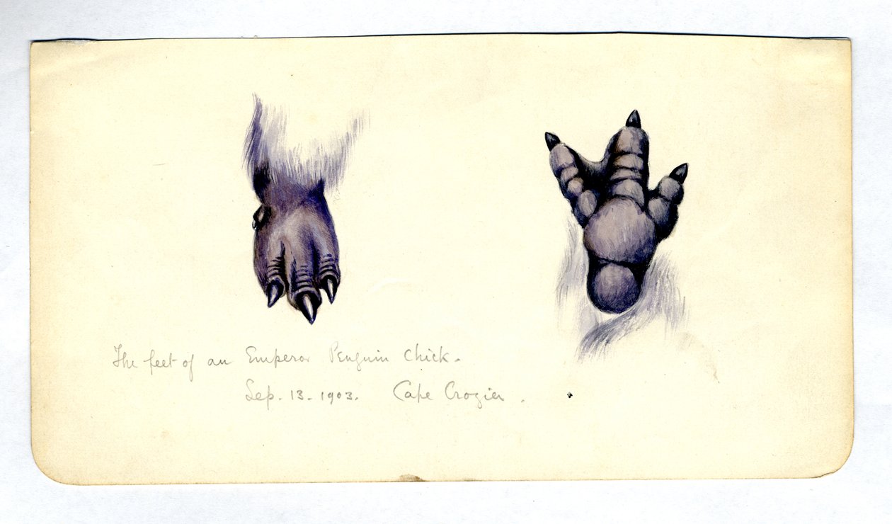 Zwei Studien des Fußes eines Kaiserpinguinkükens, 1901-04 von Edward Adrian Wilson