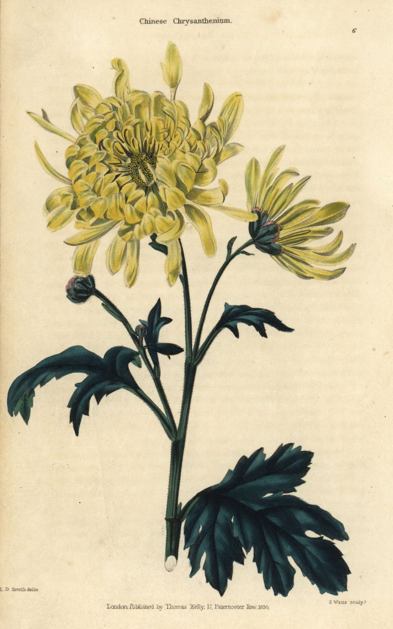 Gelb blühende chinesische Chrysantheme von Edward Dalton Smith