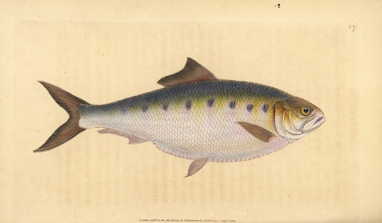 Maifisch, Alosa alosa (Schat, Clupea alosa). Handkolorierte Kupferstichzeichnung und -gravur von Edward Donovan aus seiner Natural History of British Fishes, Donovan und F.C. und J. Rivington, London von Edward Donovan