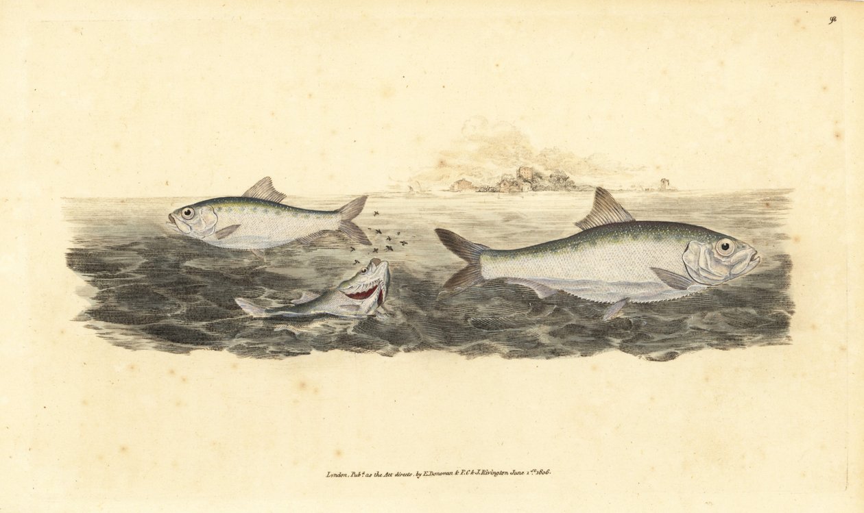 Allis Shad, Alosa alosa. Handkolorierte Kupferstichzeichnung und -gravur von Edward Donovan aus seiner „Natural History of British Fishes“, Donovan und F.C. und J. Rivington, London von Edward Donovan