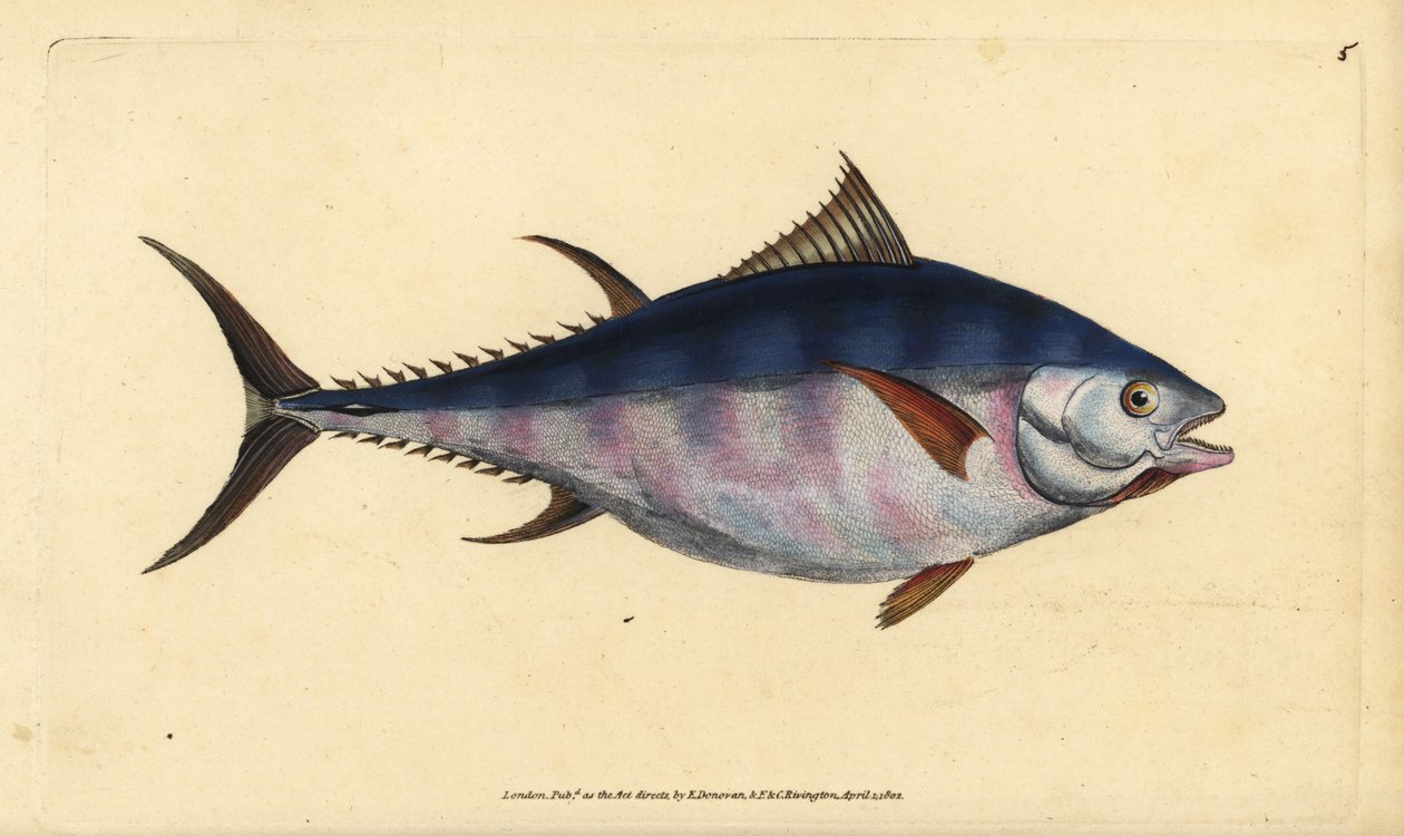 Atlantischer Blauflossen-Thunfisch, Thunnus thynnus (gefährdet). Tunny, Scomber thynnus. Handkolorierte Kupferplatte gezeichnet und graviert von Edward Donovan aus seiner Natural History of British Fishes, Donovan und F.C. und J. Rivington, London von Edward Donovan