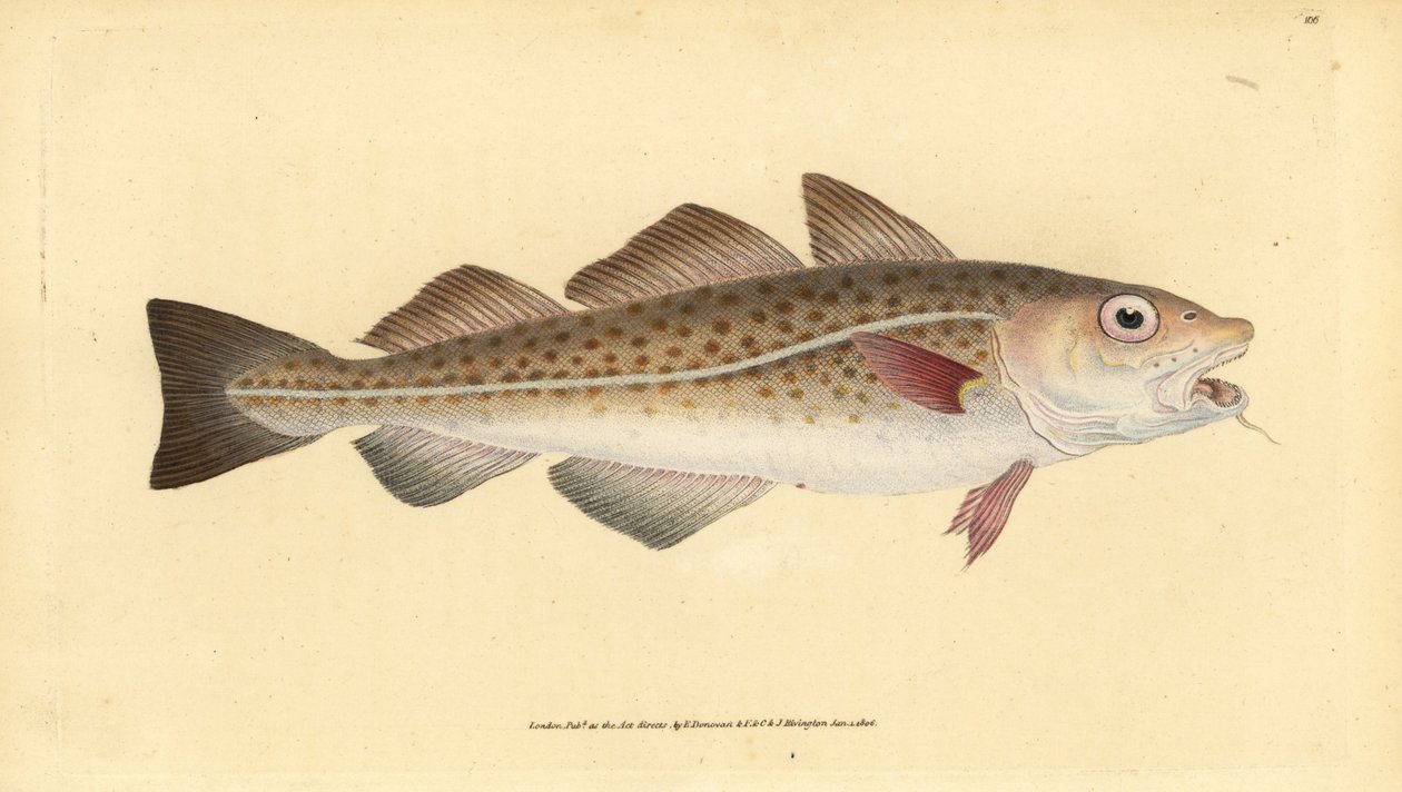 Atlantischer Kabeljau, Gadus morhua. Handkolorierte Kupferstich von Edward Donovan aus seiner Natural History of British Fishes, Donovan und F.C. und J. Rivington, London von Edward Donovan