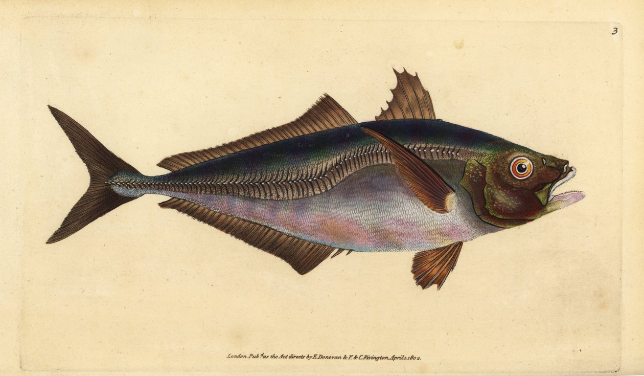 Atlantischer Stöcker, Trachurus trachurus (Stöcker, Scomber trachurus). Handkolorierte Kupferplatte gezeichnet und graviert von Edward Donovan aus seiner Naturgeschichte der britischen Fische, Donovan und F.C. und J. Rivington, London von Edward Donovan