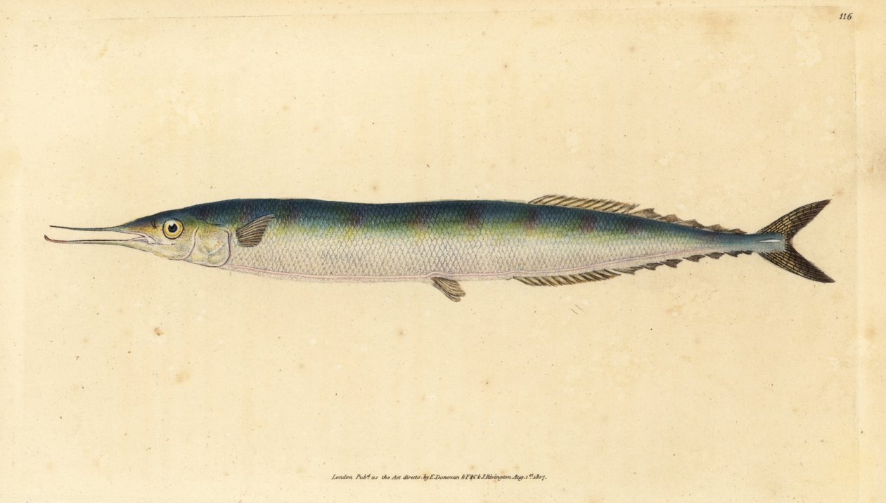 Atlantischer Hornhecht, Scomberesox saurus saurus. Handkolorierte Kupferstichzeichnung und -gravur von Edward Donovan aus seiner „Natural History of British Fishes“, Donovan und F.C. und J. Rivington, London von Edward Donovan