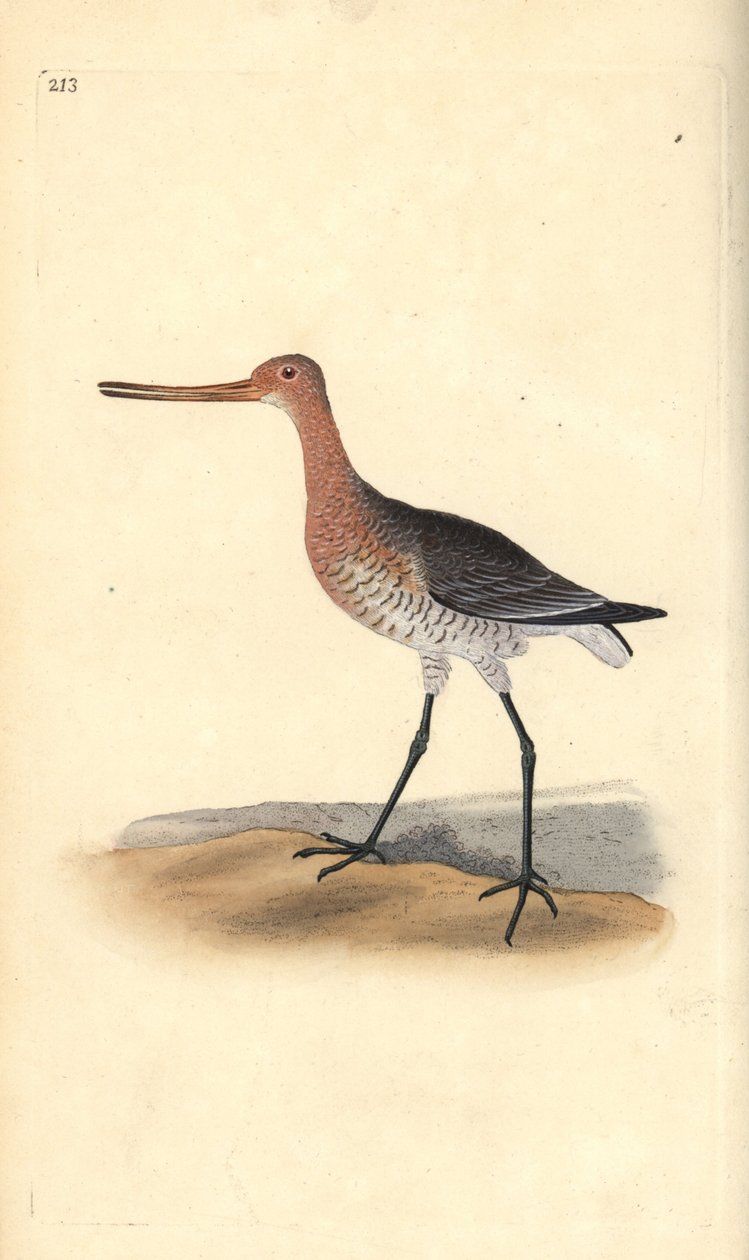 Pfuhlschnepfe (weiblich), Limosa lapponica. Handkolorierte Kupferstichzeichnung und -gravur von Edward Donovan aus seiner „Natural History of British Birds“, London von Edward Donovan