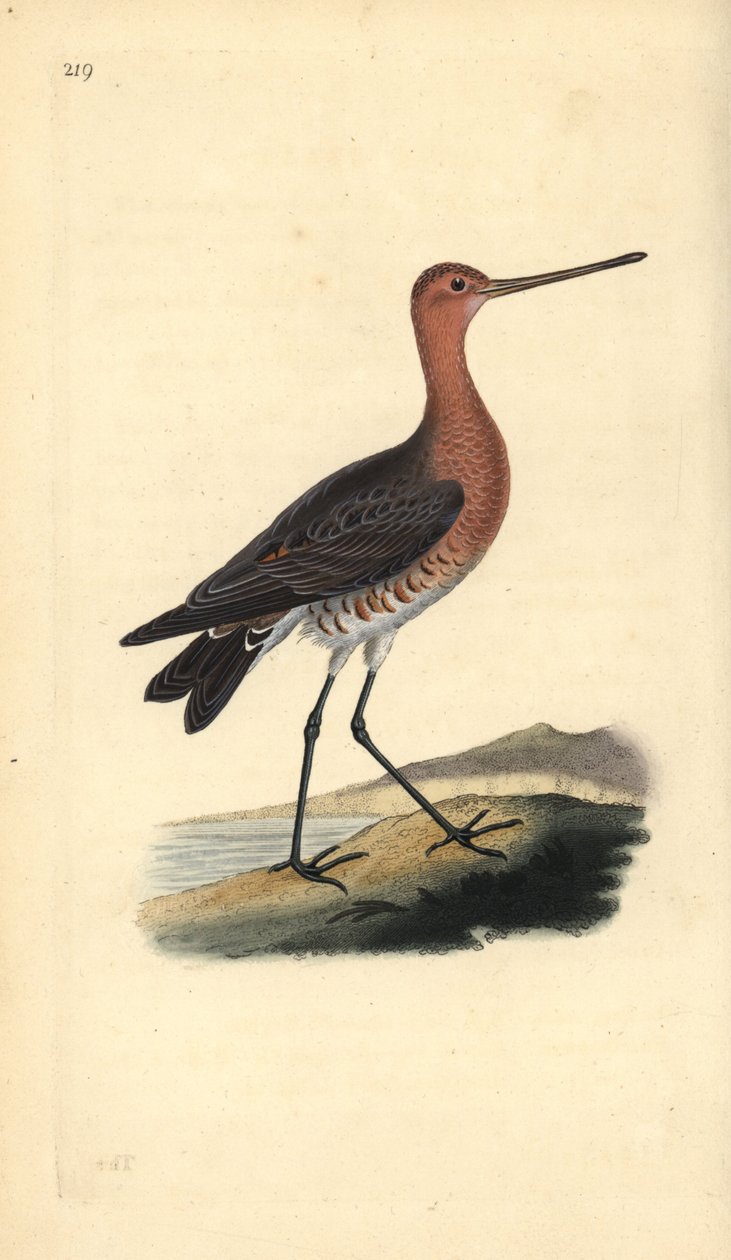 Pfuhlschnepfe (Männchen), Limosa lapponica. Handkolorierte Kupferstichzeichnung und -gravur von Edward Donovan aus seiner Natural History of British Birds, London von Edward Donovan