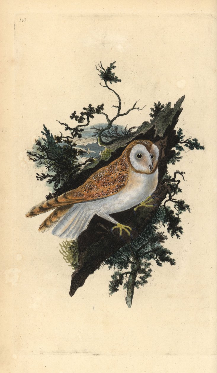 Schleiereule, Tyto alba. Handkolorierter Kupferstich von Edward Donovan aus seiner eigenen „Natural History of British Birds“, London von Edward Donovan