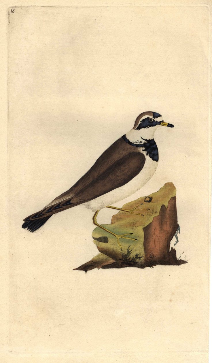 Sandregenpfeifer. Charadrius hiaticula. Kupferstich von Edward Donovan (1768-1837), veröffentlicht in Histoire naturelle des oiseaux britanniques, London von Edward Donovan