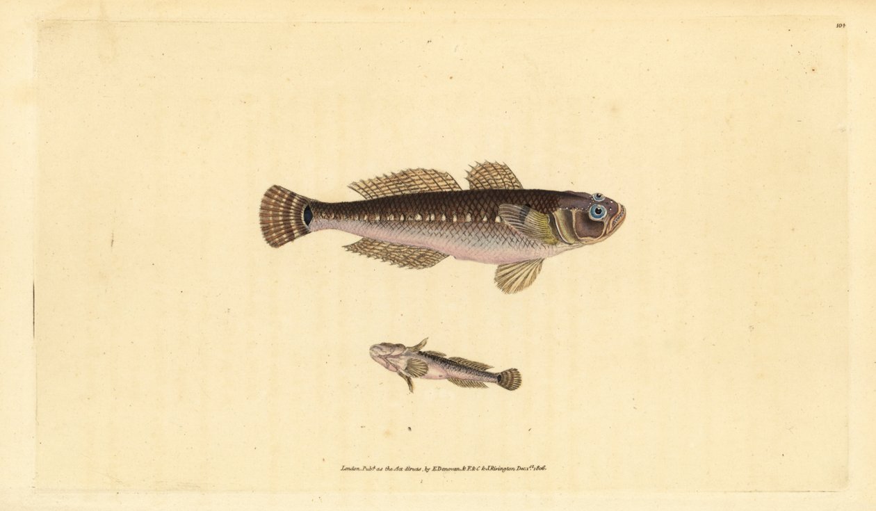 Schwarzer Grundel, Gobius niger. Handkolorierte Kupferstichzeichnung und -gravur von Edward Donovan aus seiner „Natural History of British Fishes“, Donovan und F.C. und J. Rivington, London von Edward Donovan