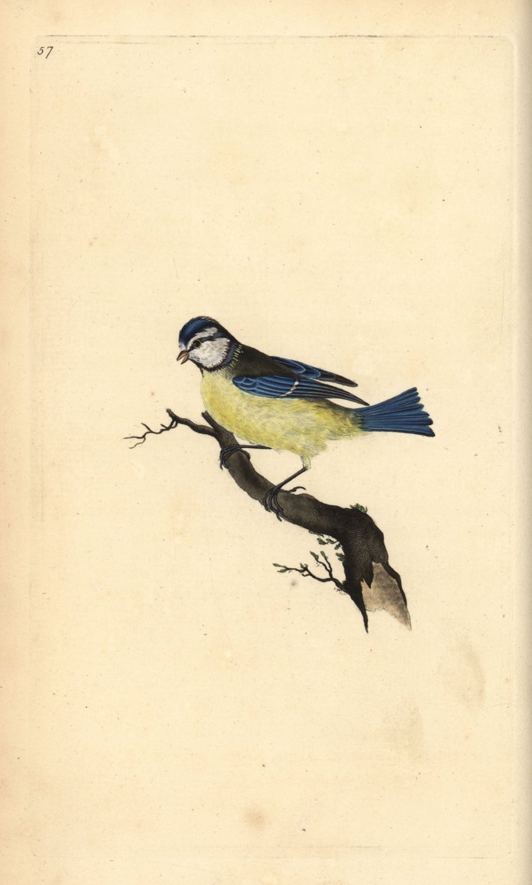 Blaumeise, Cyanistes caeruleus. Handkolorierte Kupferstich von Edward Donovan aus seiner Natural History of British Birds, London von Edward Donovan